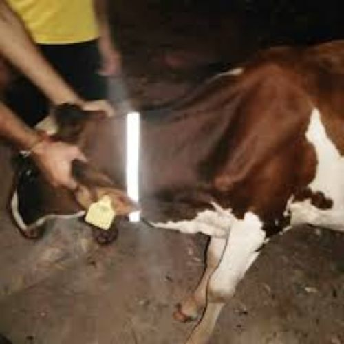Gau sewa 01.jpg